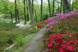 Path through arboretum
